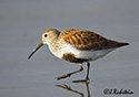 Calidris alpina